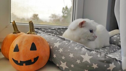 A white cat lies on a windowsill next to a Halloween composition, preparing for the holiday, animals and Halloween