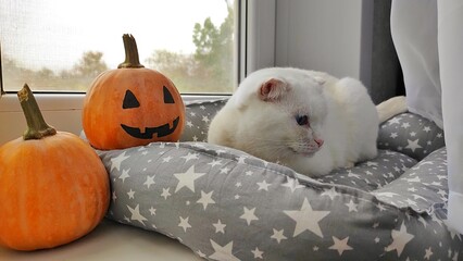 A white cat lies on a windowsill next to a Halloween composition, preparing for the holiday, animals and Halloween