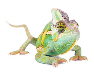 Colorful Chameleon Close Up.