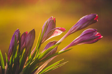 Fototapeta premium the first spring flowers at sunset
