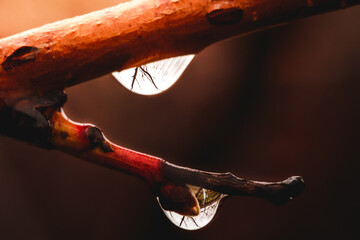 Raindrops on a branch macro