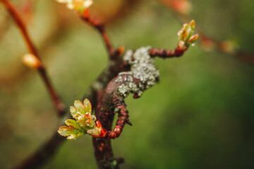 the first spring leaves after the rain