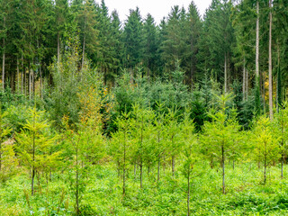Wiederaufforstung im herbstlichen Mischwald