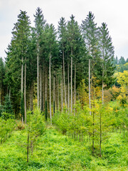 Obraz premium Wiederaufforstung im herbstlichen Mischwald