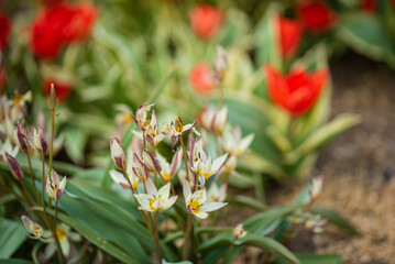 Vibrant tulips and delicate white flowers bloom in a lively spring garden