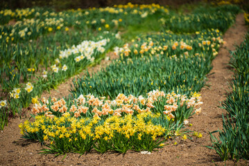 Obraz premium A vibrant garden bursts with yellow, white, and orange narcissus blooms this spring