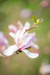 Delicate magnolia flowers bloom in a serene spring garden, showcasing their vibrant colors