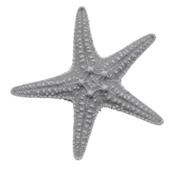 starfish isolated on white background, depicting marine life, sea creature, and ocean-inspired retro pop art design