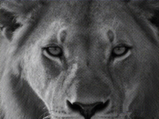  lion face close-up isolated on white background, lion closeup, lion eyes