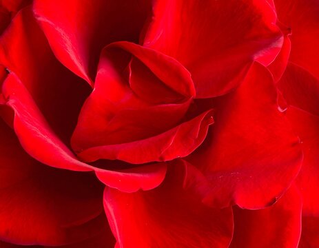Close-up of vibrant red rose petals
