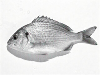 fish isolated on white background, representing marine life, aquatic nature, and underwater wildlife in retro pop art style