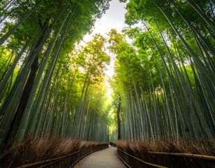 Japanese Bamboo Forest Pathway.