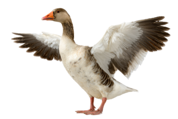 A majestic goose with powerful white and brown wings dramatically spread, featuring an orange beak and webbed feet, isolated on black. background removed