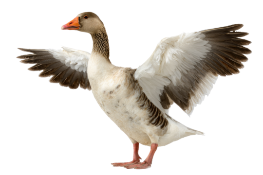 A majestic goose with powerful white and brown wings dramatically spread, featuring an orange beak and webbed feet, isolated on black. background removed