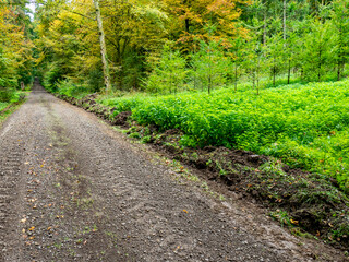 Obraz premium Für einen Vollernter verbreiteter Wirtschaftsweg im Wald