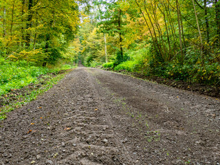 Für einen Vollernter verbreiteter Wirtschaftsweg im Wald
