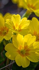 Close Up of Bright Yellow Primula Flowers.