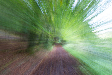 ICM unsharp abstrct view of a walkway in the green forest
