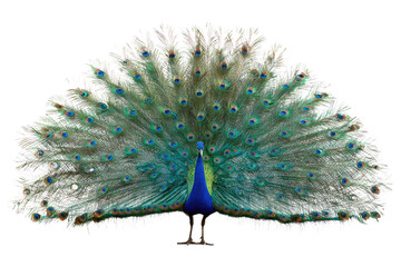 A stunning male peacock displays its iridescent, fanned tail feathers, showcasing beautiful blue and green 'eyespot' patterns against a transparent background. background removed