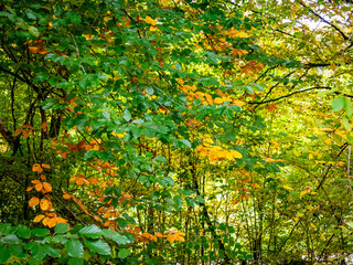 Herbstlich gefärbtes Laub