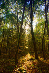 Romantic atmosphere in the woods in the autumn