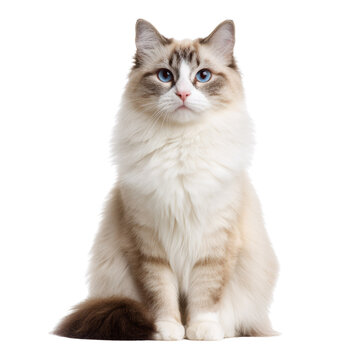 A beautiful fluffy cat with striking blue eyes and a pointed coat sits elegantly, looking directly at the viewer on a transparent background. background removed