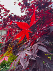 Stunning red maple tree with one leaf catching the sun on a bright spring morning looking beautifully vibrant.