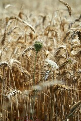 Fototapeta premium Fleur dans champ de blé Wildflower in wheat field