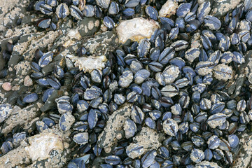 shells cover the coast, seen at low tide