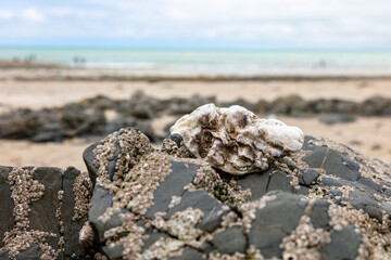 stones lie on the beach, covered with small shells