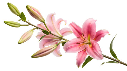 Fototapeta premium A beautiful bouquet of pink lilies with a white background captures the beauty of the flower in full bloom