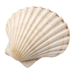 Obraz premium Shell's Coastal Charm: A captivating view of a shell, delicately detailed, showcases the intricate beauty of nature's artistry. A perfect subject for showcasing coastal or oceanic themes.