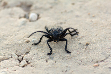 Black interesting beetle on a sandy road