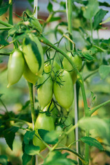 Juicy green tomatoes hanging from branches, greenhouse or vegetable garden.