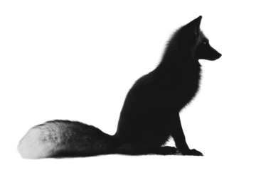 A stunning black fox silhouette with a prominent white-tipped tail sits gracefully, depicted against a dark, mysterious background. background removed