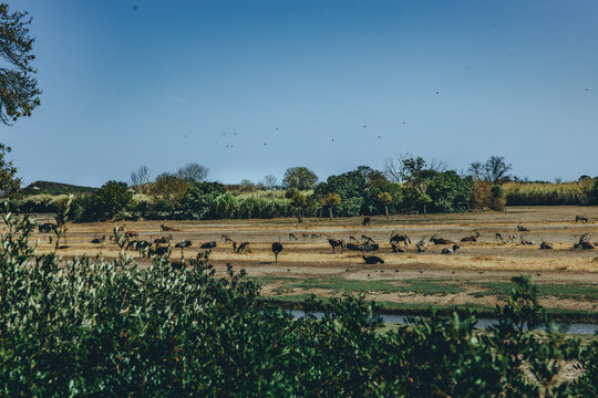 African animals grazing and resting in dry savanna landscape with bushes and blue sky. Wildlife in natural habitat. Safari scene with antelopes and ostriches