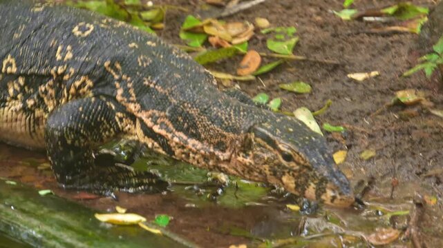 Asian Water Monitor(Varanus salvator) Living in The Madras Crocodile Bank Trust and Centre for Herpetology, ECR Chennai, Tamilnadu, South India - Founder Romulus Earl Whitaker.