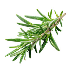 Fototapeta premium A vibrant, fresh rosemary sprig with lush green needles on a stark transparent background, highlighting its natural texture and color. background removed