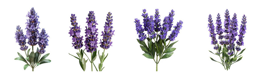 Fototapeta premium Four lavender flower bunches isolated on transparent background, displaying vibrant purple hues and delicate blooms, ideal for floral arrangements and botanical themes