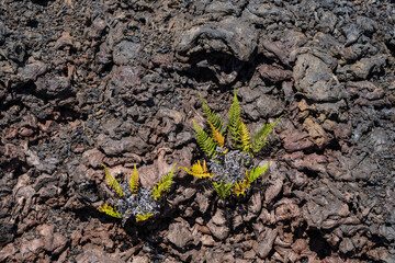 Fissure Vent. Spatter Vents, spatter cones.Lava Flows and spatter deposits of July 19 to 22, 1974. Chain of Craters Road. Hawaiʻi Volcanoes National Park. Pityrogramma austroamericana. Pityrogramma, 