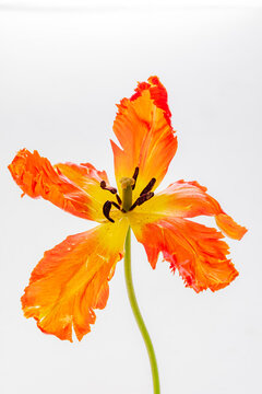 A stunning orange parrot tulip stands gracefully, highlighting its unique petals and warm colors