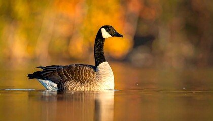 A Canada goose swims peacefully on calm water. Golden autumn hues reflect in the water, and the background displays blurred fall foliage. The bird is serene