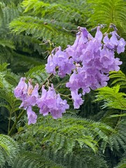 Flores de un árbol de jacaranda, conocido científicamente como Jacaranda mimosifolia.