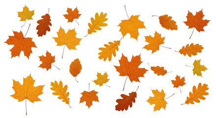 Fototapeta premium A collection of colorful autumn maple and oak leaves scattered and isolated on a transparent background. Foliage PNG Background 