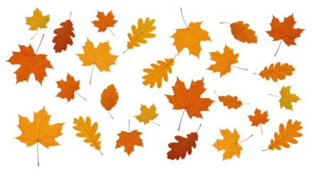 A collection of colorful autumn maple and oak leaves scattered and isolated on a transparent background. Foliage PNG Background
