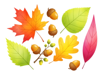 Collection of colourful autumn leaves and acorns isolated on a transparent background. Oak Leaf