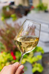 Enjoying a crisp glass of white wine while surrounded by lush greenery and colorful plants outside
