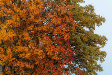 Vibrant autumn foliage with shades of orange, red, and green leaves covering tree branches against a pale sky, capturing the beauty of the fall season.