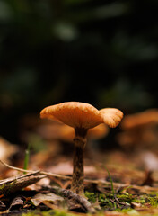 mushrooms in the forest