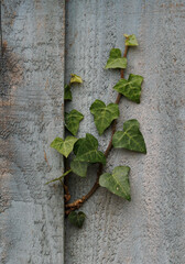 green ivy on the wall